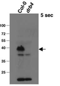 DRB4 | Double-stranded RNA-binding protein 4 in the group Antibodies Plant/Algal / DNA/RNA/Cell Cycle / Transcription regulation at Agrisera AB (Antibodies for research) (AS15 3104)